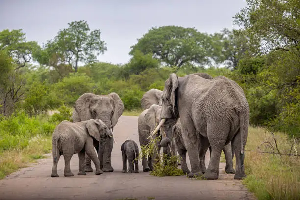 Elephant 1