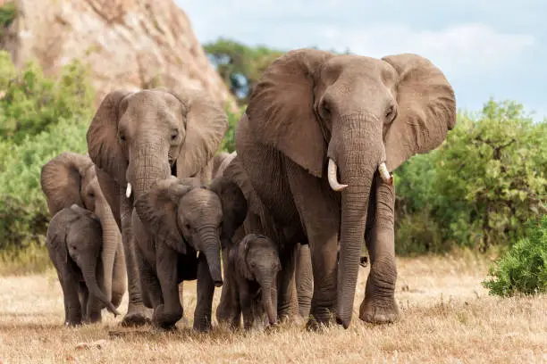 Elephant 3