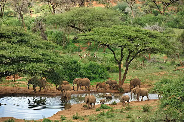 Elephant 4