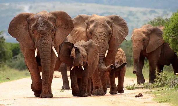 Elephant 5