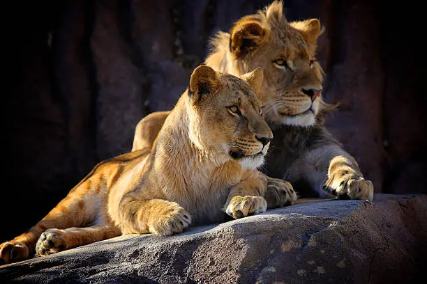 Lion Park 1