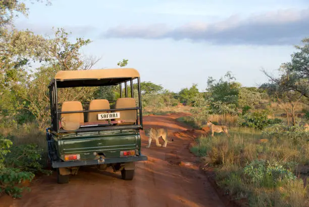 Lion Park 2