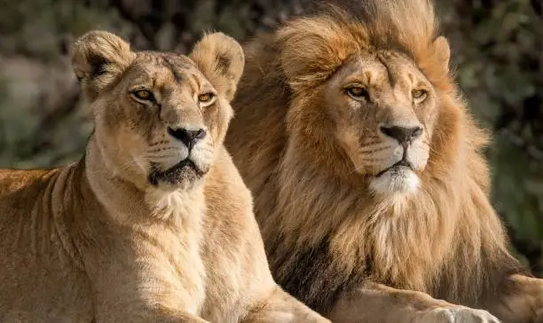 Lion Park 3