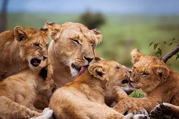 Lion Park 5